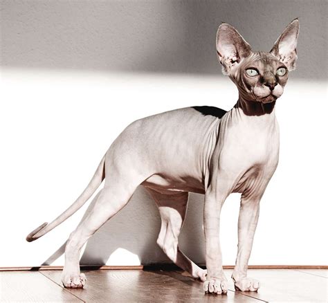 Sphynx Cat Breed Information and Characteristics