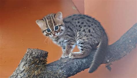 UK Animal Sanctuary Welcomes ‘World’s Smallest Feline’ Rusty-Spotted Cat Cubs, and They Are Adorable