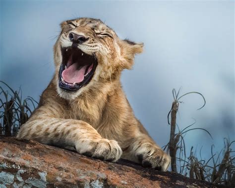 Wallpaper Lion yawn, animals close-up 1920x1200 HD Picture, Image