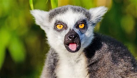 Lemurs confirm benefits of ‘poop soup’ for ailing gut | WordDisk