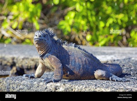 Galapagos marine Iguana Stock Photo - Alamy