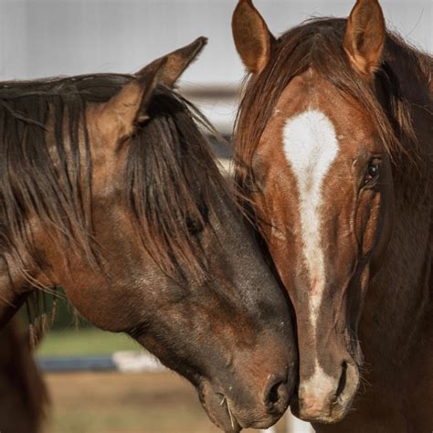 HOME | This Old Horse