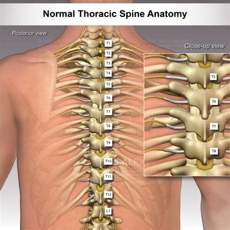 Normal Thoracic Spine Anatomy - TrialExhibits Inc.