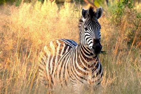 What Do Zebras Eat? Wild Grass & Hay, or Nay?