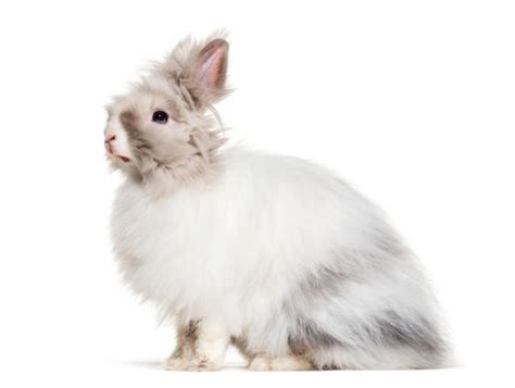 710+ Kelinci Angora Foto Foto Stok, Potret, & Gambar Bebas Royalti - iStock