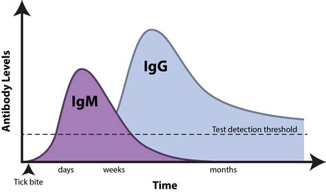 Tick Talk: Diagnosing Lyme Disease - EUROIMMUN BLOG