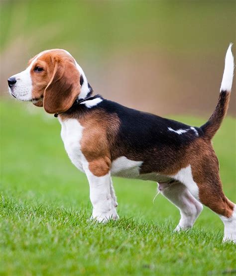 99+ Beagle Hunting Dogs For Sale - l2sanpiero