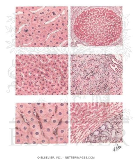 Features of Hepatic Regeneration and Atrophy