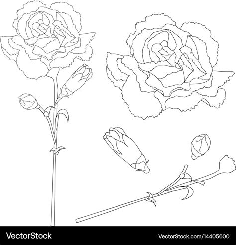 Dianthus caryophyllus outline - carnation flower Vector Image