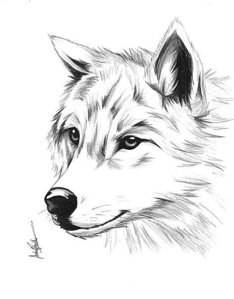 The Best 11 Lobo Dibujos De Animales A Lapiz Faciles