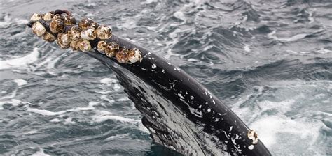 Using Barnacles to Reconstruct Ancient Whale Migrations - Baleines en direct