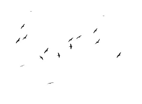 Flying Flock of Birds, Migration, Sky, Nature, Wildlife PNG