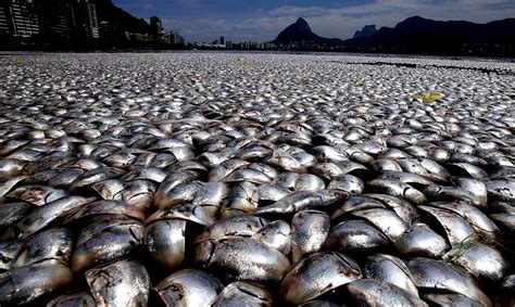 Gulf Of Mexico To See Largest Dead Zone In History – Awareness Act