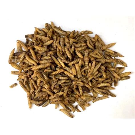 Dried Calci Worms | Really Wild Bird Food