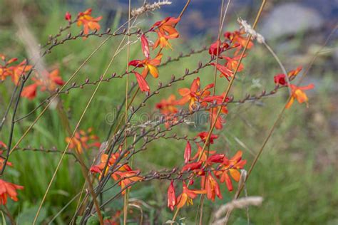 Flowering Crocosmia or Montbretia Plant with Orange Flowers Stock Image - Image of bouquet ...