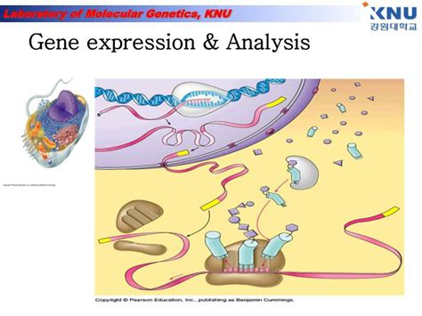 PPT - Gene expression & Analysis PowerPoint Presentation, free download ...