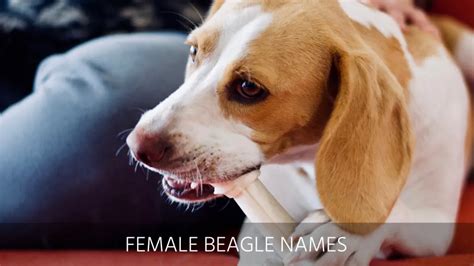 Ultimate List of the Top 250+ Beagle Dog Names - Cute and Popular Puppy ...