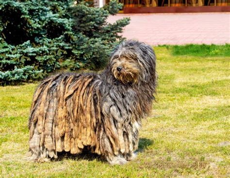 Bergamasco Sheepdog Breed: Guide, Info, Pictures, Care & More! | Pet Keen