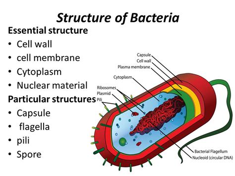 bacteria structure with labels