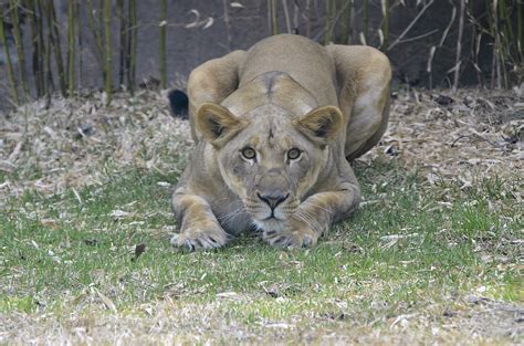 lions Archives - Cincinnati Zoo & Botanical Garden®