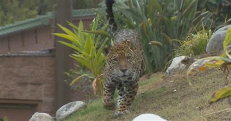 LA Zoo Unveils New Jaguar Habitat - CBS Los Angeles