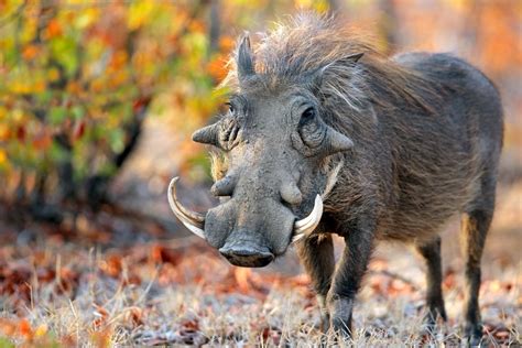 La fauna - República Centroafricana