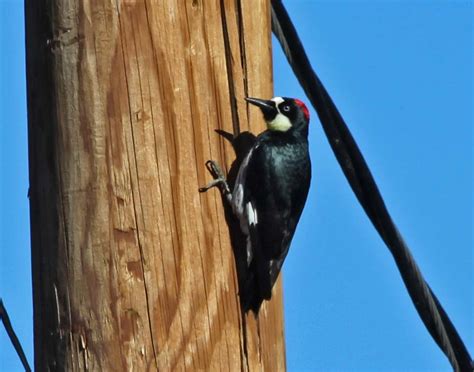 Pictures and information on Acorn Woodpecker