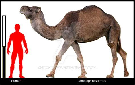 Camelops hesternus | Megafauna, Extinct animals, Paleo art