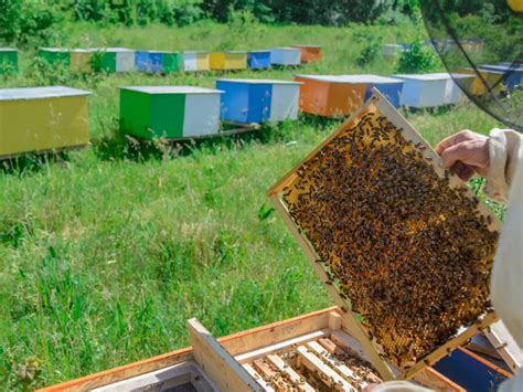 What Is Honey Harvesting? | Key Harvesting Facts & Info