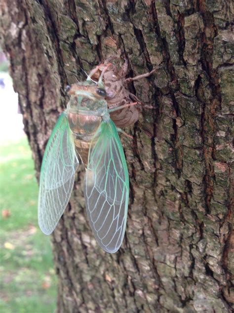 Cicada minutes after shedding : r/mildlyinteresting