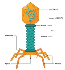 Bacteriophages (Morphology and Uses) - Online Science Notes