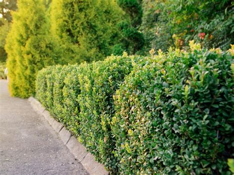 Choosing The Perfect Plants For An Evergreen Hedge