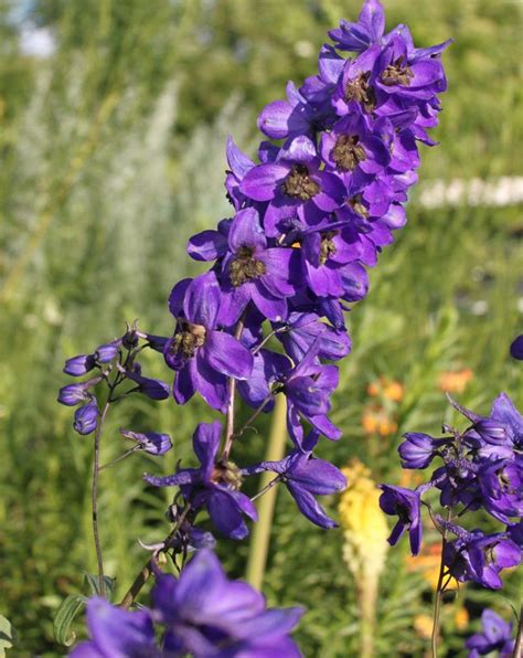 Black Knight Delphinium - Jeffries Nurseries