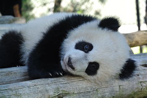 At eight months old, Toronto Zoo panda cubs starting to like bamboo - CityNews Toronto