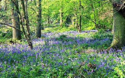 The 10 Most Beautiful Bluebell Woods In The UK