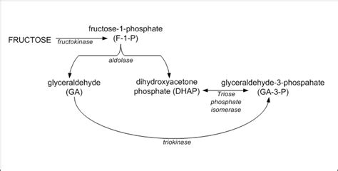 What is the Difference Between Glucose and Fructose Metabolism - Pediaa.Com