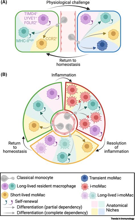 Monocyte differentiation within tissues: a renewed outlook: Trends in Immunology