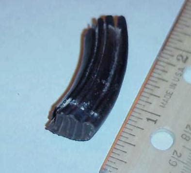 Giant Beaver Molar