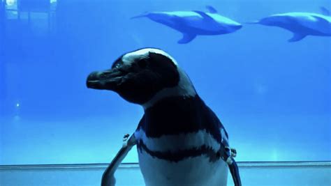 Penguins At This Aquarium Are Taking Field Trips To Visit The Other Animals, And It’s Too Cute ...