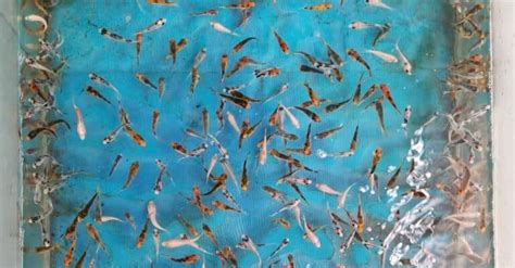 Baby Koi Fish: 6 Pictures and 6 Amazing Facts - A-Z Animals