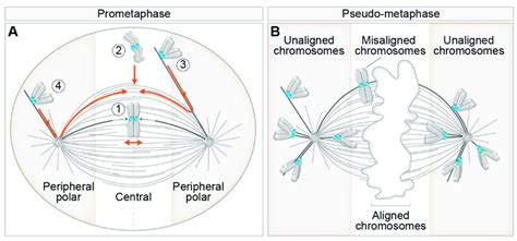 Different routes to chromosome alignment based on the initial position ...