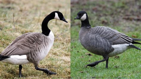 Canada Goose vs. Cackling Goose – Identification – Bird Watching Journal