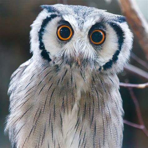 Southern White Faced Owl Free Stock Photo - Public Domain Pictures