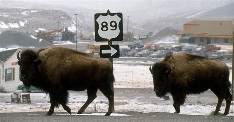 Lakota Sioux Celebrate White Buffalo Birth as Part of 2024 Prophecy