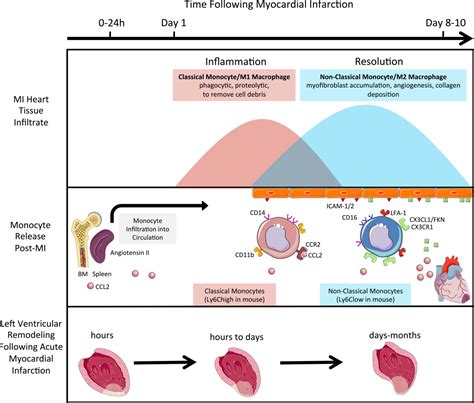 The secret life of nonclassical monocytes - Marsh - 2017 - Cytometry Part A - Wiley Online Library