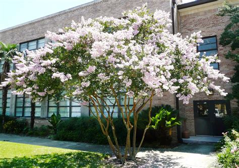 ALLERGENA Texas Trees™: Crape Myrtle Beautifully Flowering Trees