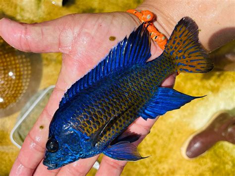 Ngara Flametail Peacock Cichlid – Snake River Cichlids