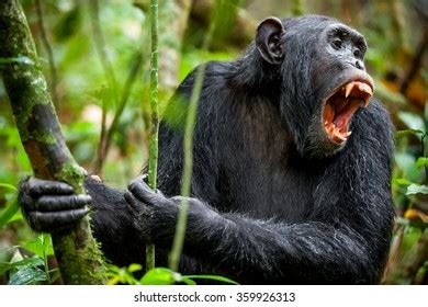 5,659 Angry Chimpanzee Images, Stock Photos, 3D objects, & Vectors ...