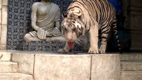 White Tigers Houston Downtown Aquarium Adventure Exhibit - YouTube