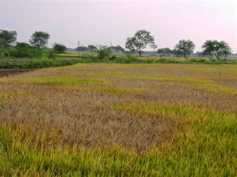 Nature and Farming: Rice Insects: Brown Planthopper